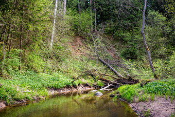 A peaceful woodland stream winds through vibrant green spring foliage. Fresh leaves and wild growth line its banks, creating a tranquil natural scene