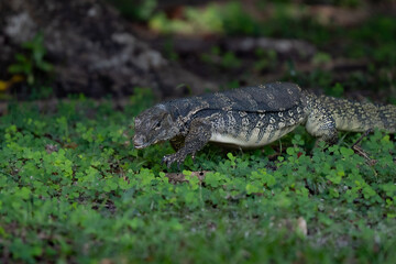 Monitor lizard portrait in Borneo Rainforest in Sapi Island 