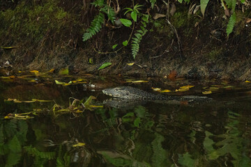Monitor lizard swimming in a river in Borneo Rainforest in Sapi Island 
