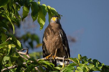 Crested serpent eagle portrait in Kinabatangan river hunting in the forest lush 
