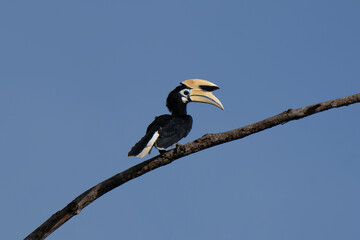 The oriental pied hornbill (Anthracoceros albirostris) is an Indo-Malayan pied hornbill, a large canopy-dwelling bird belonging to the family Bucerotidae. Kinabatangan River, Borneo © Riccardo Rolfini