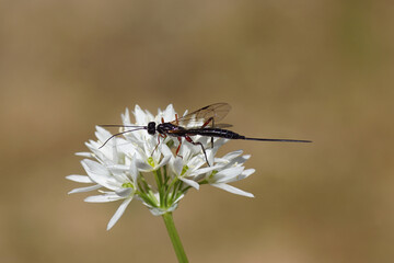 Close up female Ichneumon wasp of the subfamily Poemeniinae. Family Ichneumonidae. On white flowers of wild garlic (Allium ursinum). Spring, Netherlands
