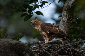 The changeable hawk-eagle (Nisaetus cirrhatus) or crested hawk-eagle is a large bird of prey species of the family Accipitridae. The eagle is protecting her nest and the eggs from other predators