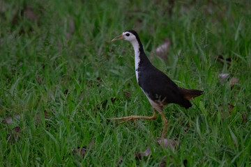White-breasted waterhen grazing in the urban garden in Borneo rainforest, typical legs visible