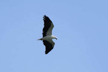 White-bellied sea eagle fishing over the sea in Borneo rainforest