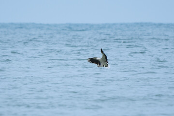 White-bellied sea eagle fishing over the sea in Borneo rainforest
