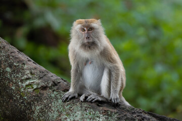 Portrait of long-tailed Macaque. Macaca fascicularis lives in wide range of habitats including primary and secondary forest, mangroves, plantations and the outskirts of towns and villages