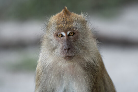 Portrait of long-tailed Macaque. Macaca fascicularis lives in wide range of habitats including primary and secondary forest, mangroves, plantations and the outskirts of towns and villages