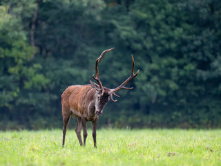 Mature Red deer stag shaking its head in a plain during the rut. Cervus elaphus, Sologne, Loiret...