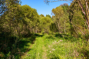 A charming grassy path meanders through a sun-drenched, lush forest. Vibrant green foliage lines the way, beckoning for a serene stroll or bike ride under a clear blue sky
