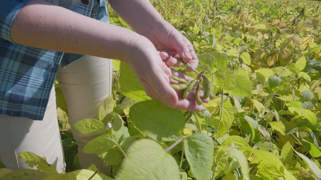 The process of harvesting soybeans takes place in the lush green fields of rural agriculture