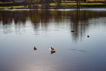 Several cute ducks swim gracefully on a tranquil, sun-kissed lake. Gentle ripples dance on the water's surface, reflecting the lush green shore and sky above, creating a serene natural scene
