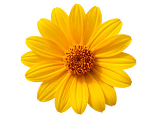 Macro Close-Up of Sun Star Bloom, Front Detail, Isolated