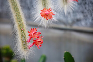 Cleistocactus colademononis (Monkey Tail Cactus) is a cactus with a special characteristic: a long, vine-like stem covered with soft white hairs resembling a monkey's tail. It is suitable for growing 