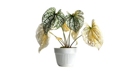 PNG of Elegant potted plant with striking veined leaves in a white ceramic pot, showcasing intricate natural beauty.