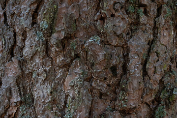 Detailed close-up of rough tree bark texture, showing natural patterns and earthy tones.