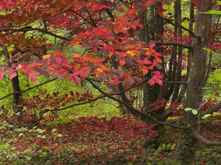 .Red branches of parrotia persica