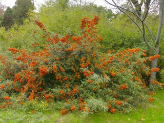 Branches with Pyracantha coccinea berries in an autumn garden