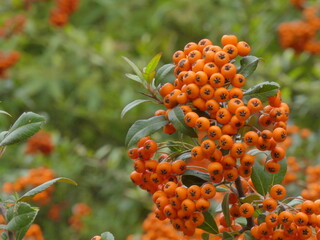 Branches with Pyracantha coccinea berries in an autumn garden