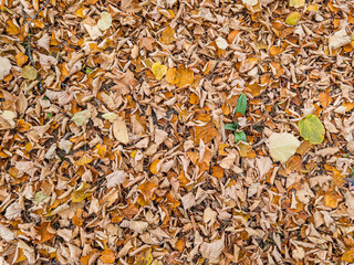 Autumn leaves falling covering ground in italy