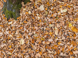 Autumn leaves covering forest ground near tree trunk