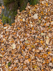 Autumn leaves covering forest floor near tree root
