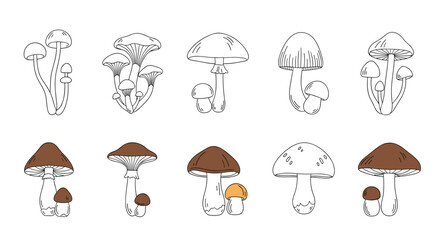 Detailed Mushroom Illustrations - A Botanical Study of Fungi.