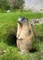 Marmot stood up