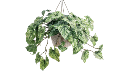PNG of Lush green hanging plant with vibrant leaves, showcasing its natural beauty in a stylish planter.