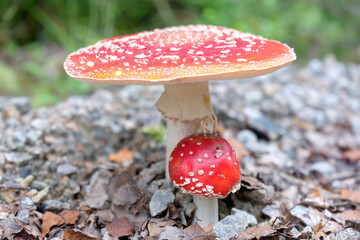 Fliegenpilz im Vorgarten auf Schotterboden 