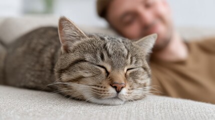 Cozy Cat Resting on Soft Couch with Person in Background, Capturing Moments of Relaxation and Companionship in a Home Setting