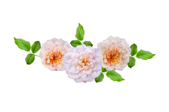 Bouquet of Roses Isolate. Pink and white rose flowers with leaves in floral arrangement isolated on background. Flat lay. Top view. Transparent background PNG - Powered by Adobe