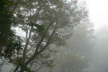 霧に包まれる森の木々