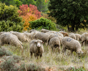 Obraz premium BREBIS,MOUTONS