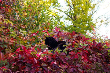 Black cat nestled on a fence post, surrounded by vibrant red and green autumn leaves of Virginia creeper, basking in the tranquil fall light