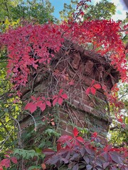 An old pipe overgrown with branches and autumn leaves.