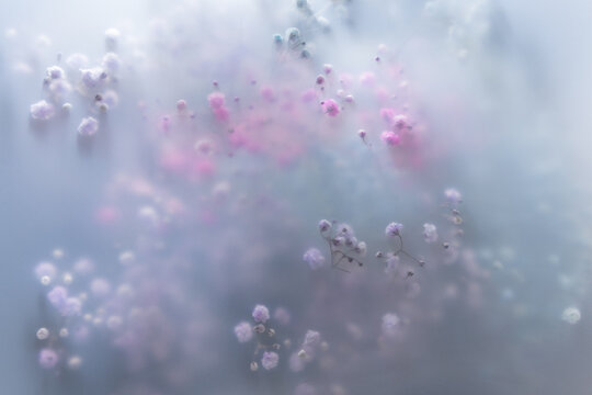 Soft pastel flowers in dreamy blur with gentle light, romantic mood, airy texture and delicate floral background.