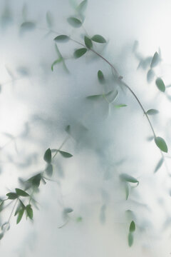 Soft green leaves behind frosted glass with natural light, minimal botanical background and calm organic mood.