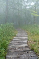 霧に包まれる森の木道