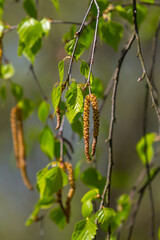 A birch branch with green leaves and earrings. Allergies due to spring blooms and pollen
