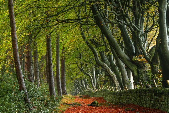 Autumn colours of arching beech trees and a woodland path at Upper Moor in the Derbyshire Dales.