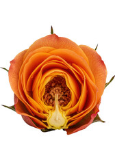 Vibrant orange-yellow rose cut in half, revealing intricate internal structure, velvety petals, glistening dew drops, isolated against a transparent background. Concept of perfection nature and