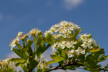 White Crataegus flowers close up in sunlight