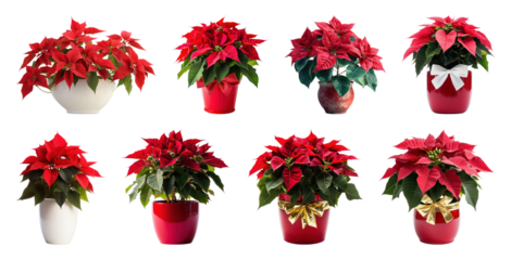 PNG Vibrant poinsettias in festive pots, element set on transparent background