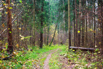 Rustic forest trail winding through a mixed autumnal woodland. Lush greenery and sparse golden leaves frame the path, inviting exploration into nature's quiet embrace