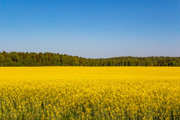 Fototapeta premium Vast golden canola field under a bright blue sky, extending towards a lush green forest line. A picturesque spring agricultural landscape, showcasing nature's vibrant, sunny beauty
