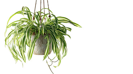 Fototapeta premium PNG of A vibrant green spider plant gracefully cascading from a textured hanging pot.