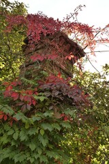 An old pipe overgrown with branches and autumn leaves.