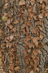 Dried autumn leaves on tree bark
