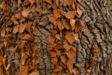 Dried autumn leaves on tree bark
